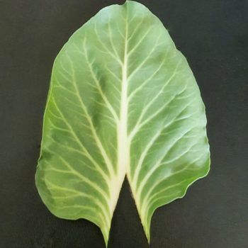 Rezept Capuns lowcarb glutenfrei keto